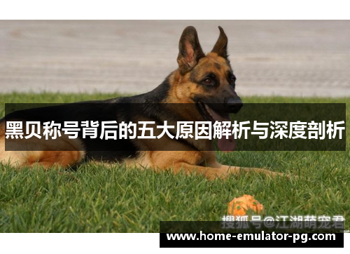 黑贝称号背后的五大原因解析与深度剖析